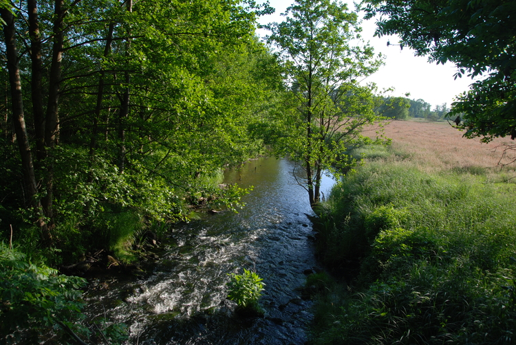 Rzeka Stepnica