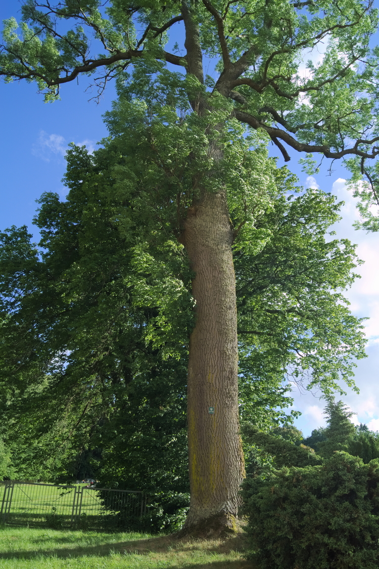 Pomnikowe drzewo - jesion wyniosły w Sulechówku