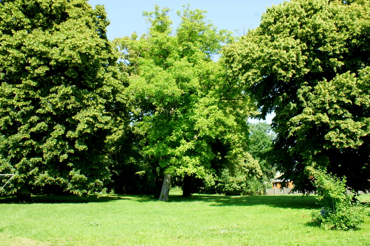 Park dworski w Płońsku