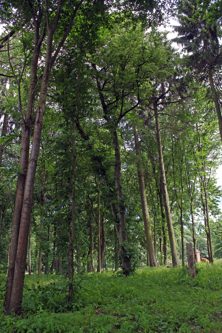 Park dworski w Ogartowie