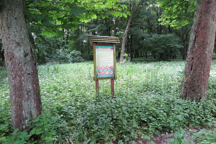 Park pałacowy