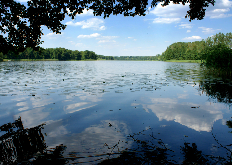 Widok na brzeg jeziora Ostrowieckiego i wyspę  Czapli Ostrów .