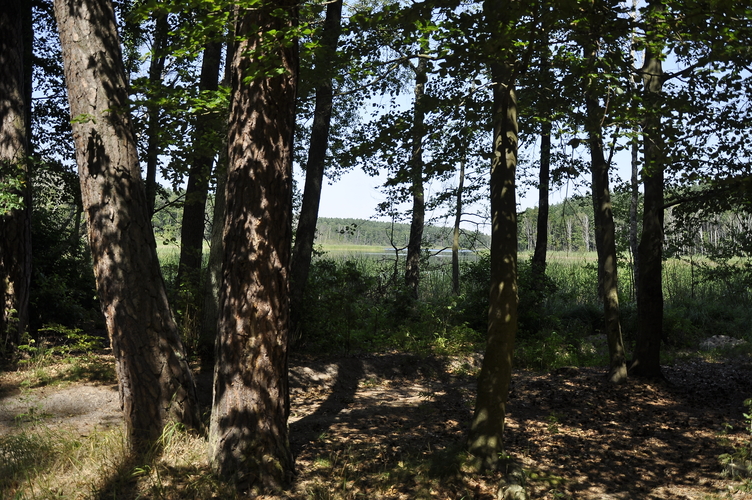 Fragment  ostoi Witnicko-Dębniańskiej - widok z lasu na jezioro Postne
