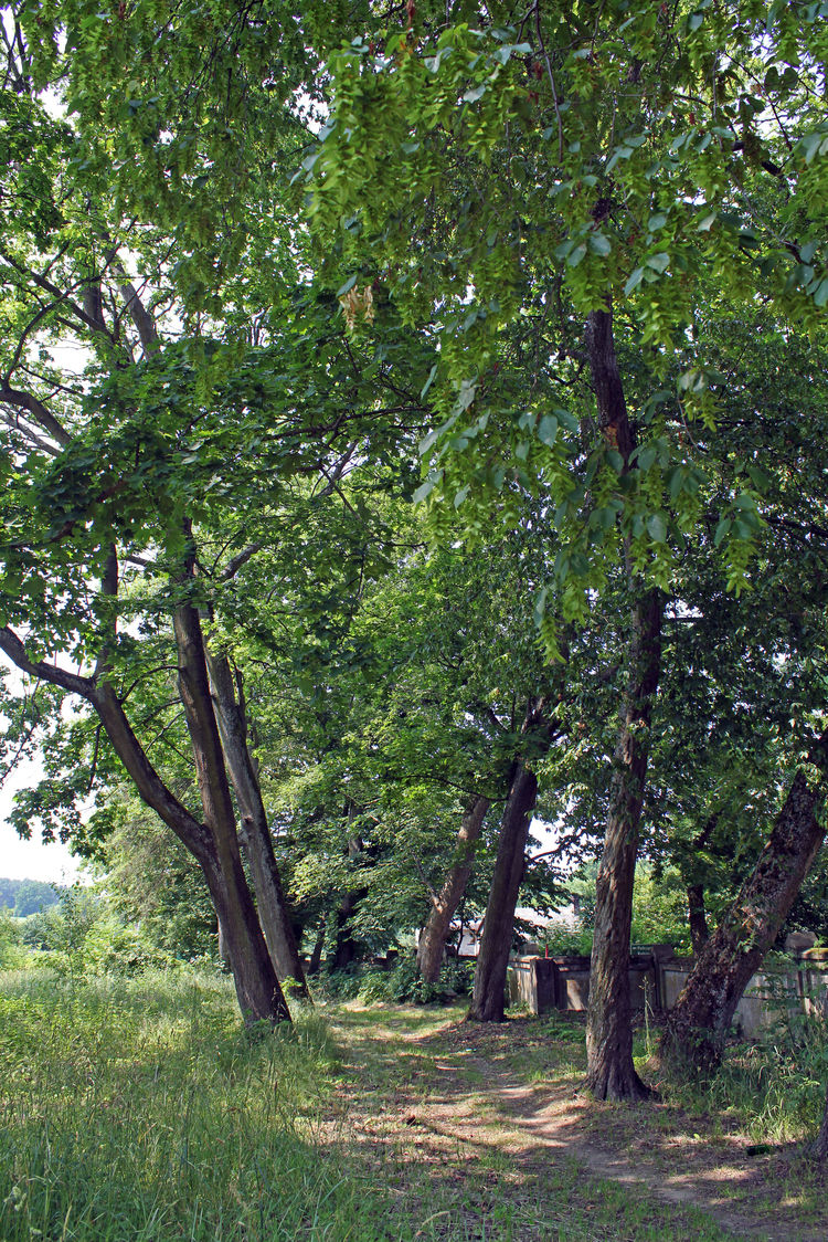 Park dworski w Rzecinie