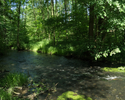 Zdjęcie przedstawia fragment rzeki Bielawa wraz z sąsiadującym lasem na terenie Doliny Bielawy.                                                                                                         