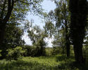 Zdjęcie przedstawia park w Swobnicy. Na pierwszym planie widać polanę pośród drzew.                                                                                                                     