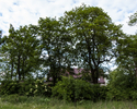 Zdjęcie przedstawia park dworski w Mirowie. Na pierwszym planie widać szereg drzew, za nimi fragment pałacu.                                                                                            
