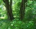 Zdjęcie przedstawia pomnikowe drzewa na terenie parku dworskiego w Postominie.                                                                                                                          