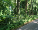 Zdjęcie przedstawia fragment parku dworskiego zlokalizowanego przy drodze przebiegającej przez miejscowość Pieńkowo.                                                                                    