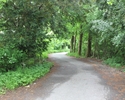Zdjęcie przedstawia park w Witnicy. Na pierwszym planie widać asfaltową aleję pośród drzew.                                                                                                             
