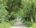 Zdjęcie przedstawia park w Wierzchlasie. Na pierwszym planie widać aleję spacerową, po jej obu stronach rzędy drzew.                                                                                    
