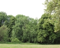 Zdjęcie przedstawia park w Orzechowie. Na pierwszym planie widać polanę, w tle drzewa.                                                                                                                  