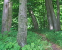 Zdjęcie przedstawia fragment parku dworskiego w miejscowości Postomino z drzewostanem bukowym.                                                                                                          