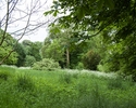 Zdjęcie przedstawia park dworski w Bolkowicach. Na pierwszym planie widać polanę zarośniętą wysoką trawą.                                                                                               