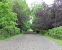 Zdjęcie przedstawia park dworski w Bielinie. Na pierwszym planie  widać ścieżkę, która prowadzi w głąb parku.                                                                                           