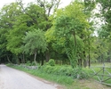 Zdjęcie przedstawia park w Gogolicach. Na pierwszym planie widać ścieżkę, która prowadzi w głąb parku. Po prawej stronie płot i drzewa.                                                                 