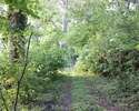 Zdjęcie przedstawia park w Chełmie Dolnym. Na pierwszym planie widać ścieżkę, która przebiega przez park.                                                                                               