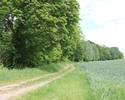 Zdjęcie przedstawia park w Wierzchlasie. Na pierwszym planie widać aleję, po lewej stronie drzewa.                                                                                                      