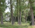 Zdjęcie przedstawia park w Rosnowie. Na pierwszym planie widać rząd drzew.                                                                                                                              