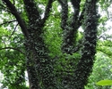 Zdjęcie ukazujące jeden z urokliwiej porośniętych bluszczem dębów parku miejskiego w Płotach                                                                                                            