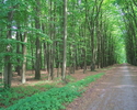 Zdjęcie przedstawia fragment drzewostanu z aleją spacerową na terenie lasu komunalnego w Sławnie.                                                                                                       