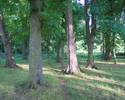 Zdjęcie przedstawia fragment parku dworskiego w Żegocinie.                                                                                                                                              