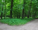 Zdjęcie przedstawiające widok dwóch alejek którymi można spacerować po parku miejskim w Płotach                                                                                                         