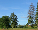 Zdjęcie przedstawia drzewa przy nieistniejącej już alei z dworu do parku.                                                                                                                               