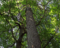 Zdjęcie przedstawia zbliżenie na korony drzew w  parku w Jezierzycach.                                                                                                                                  