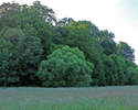 Zdjęcie przedstawia widok ogólny park dworski w Gawrońcu od strony wschodniej.                                                                                                                          