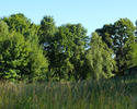 Zdjęcie przedstawia widok ogólny na park w Borkowie od strony północnej.                                                                                                                                