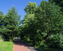 Zdjęcie przedstawia fragment parku im. Polskiej Organizacji Wojskowej w Sławnie z aleją spacerowa i ścieżką rowerową.                                                                                   