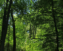 Zdjęcie przedstawia alejkę w parku dworskim w Bełtnie z przechylonymi przez wichurę drzewami, wspartymi konarami o inne.                                                                                