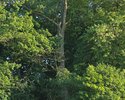 Zdjęcie przedstawia zbliżenie na wysokie drzewo oświetlone zachodzącym słońcem w parku w Dołganowie.                                                                                                    
