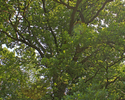 Zdjęcie przedstawia zbliżenie na korony drzew w  parku w Paszęcinie.                                                                                                                                    