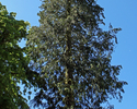Zdjęcie przedstawia drzewo iglaste przy pałacu w Lekowie.                                                                                                                                               