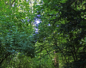 Zdjęcie przedstawia alejkę w parku dworskim w Lekowie.                                                                                                                                                  