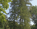 Zdjęcie przedstawia fragment parku dworskiego w Łęgach z alejką skręcającą między wysokimi drzewami.                                                                                                    