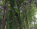 Zdjęcie przedstawia fragment młodszej części parku w Ogartowie.                                                                                                                                         