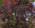 Zdjęcie przedstawia wspaniały okaz buka czerwonolistnego w parku dworskim w Łęgach.                                                                                                                     