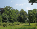 Zdjęcie przedstawia park w Paszęcinie od strony południowej. Na pierwszym planie widoczna plantacja porzeczek.                                                                                          