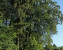Zdjęcie przedstawia zbliżenie na drzewa w obrębie parku w Kłodzinie.                                                                                                                                    