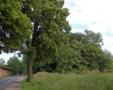 Zdjęcie przedstawia widok ogólny na skupisko drzew z dębami szypułkowymi przy drodze do Popielewka.                                                                                                     