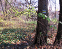Zdjęcie przedstawia leśną drogę i oznaczenie szlaku na drzewie.                                                                                                                                         