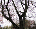 Zdjęcie przedstawia drzewo pomnikowe w Nakielnie.                                                                                                                                                       