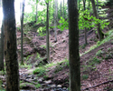 Zdjęcie przedstawia wąwóz ze strumieniem w lesie                                                                                                                                                        