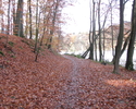 Zdjęcie przedstawia drogę leśną nad jeziorem Raduń                                                                                                                                                      