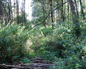 Zdjęcie przedstawia las w Pogorzelicy.                                                                                                                                                                  
