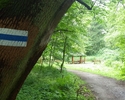 Zdjęcie przedstawia oznakowanie szlaku na drzewie przy polanie                                                                                                                                          