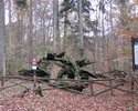 Zdjęcie przedstawia obumarły pomnik przyrody w lesie                                                                                                                                                    